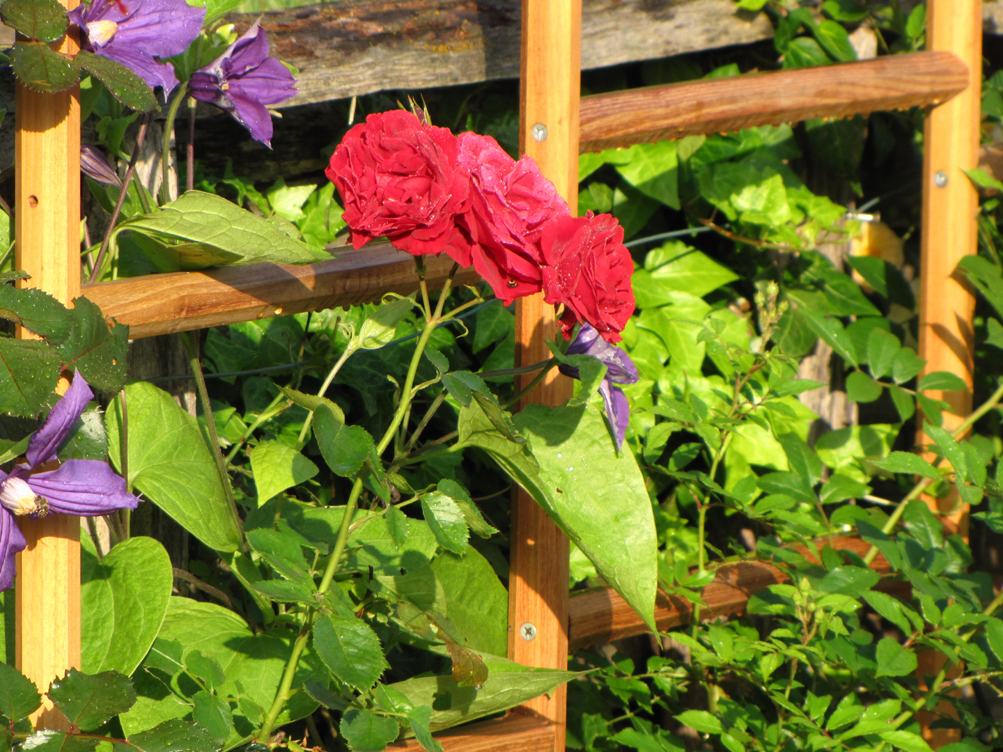 Rankgitter robinia-pro aus Robinienholz mit Rosen (nah)