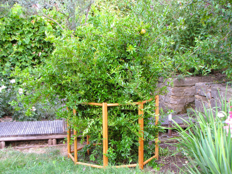 robinia-pro PFLANZENSTÜTZE mit EINFASSUNG, Achteck