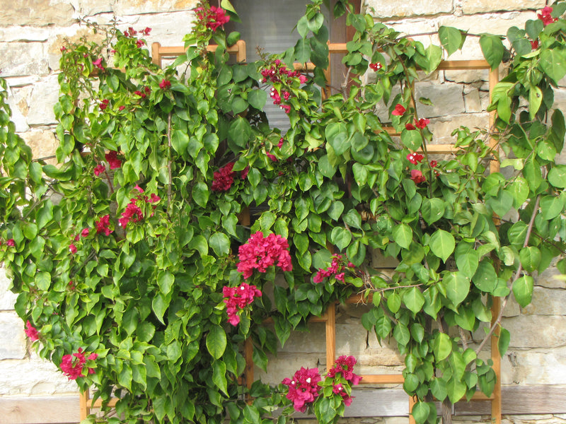 robinia-pro RANKGITTER freistehend, Raster 51x26 cm
