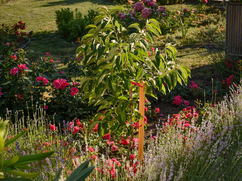 robinia-pro PFLANZSTAB aus Holz