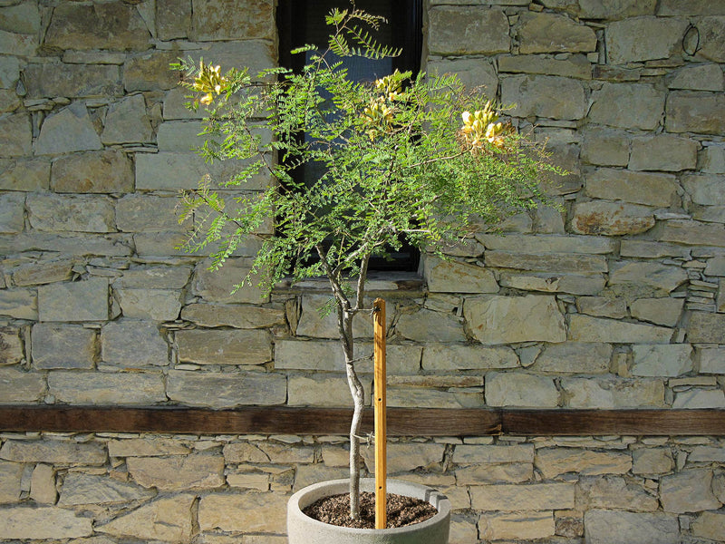robinia-pro PFLANZSTAB aus Holz
