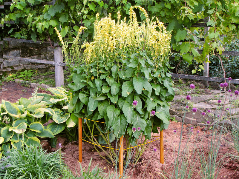 robinia-pro STAUDENHALTER