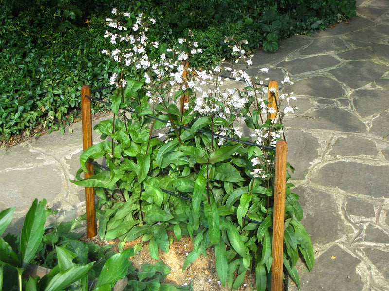 robinia-pro STAUDENHALTER
