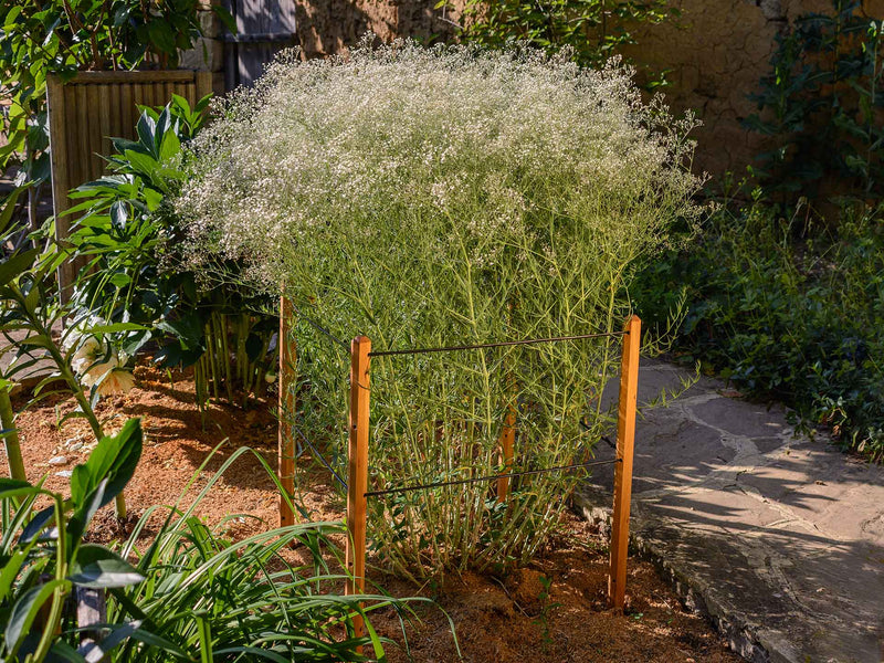 robinia-pro STAUDENHALTER