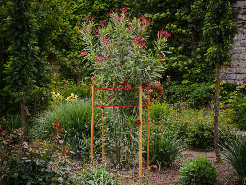 robinia-pro STAUDENHALTER
