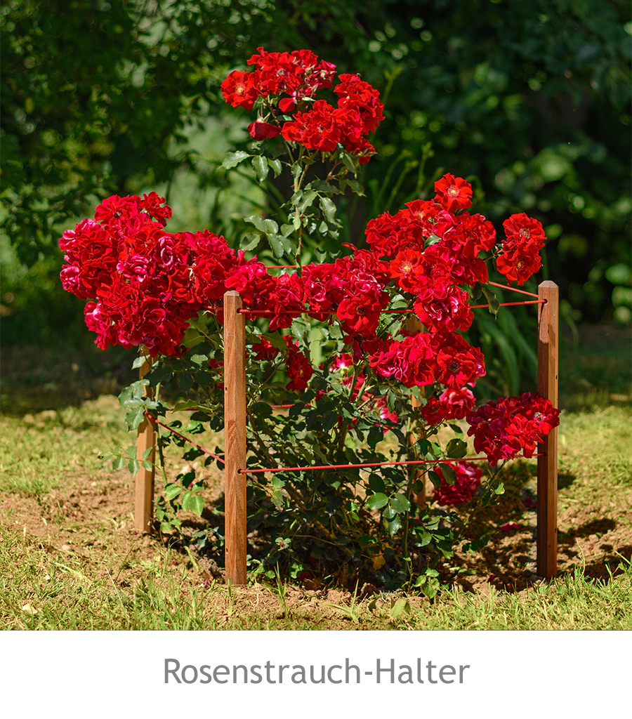 Rosenstrauch-Halter-1