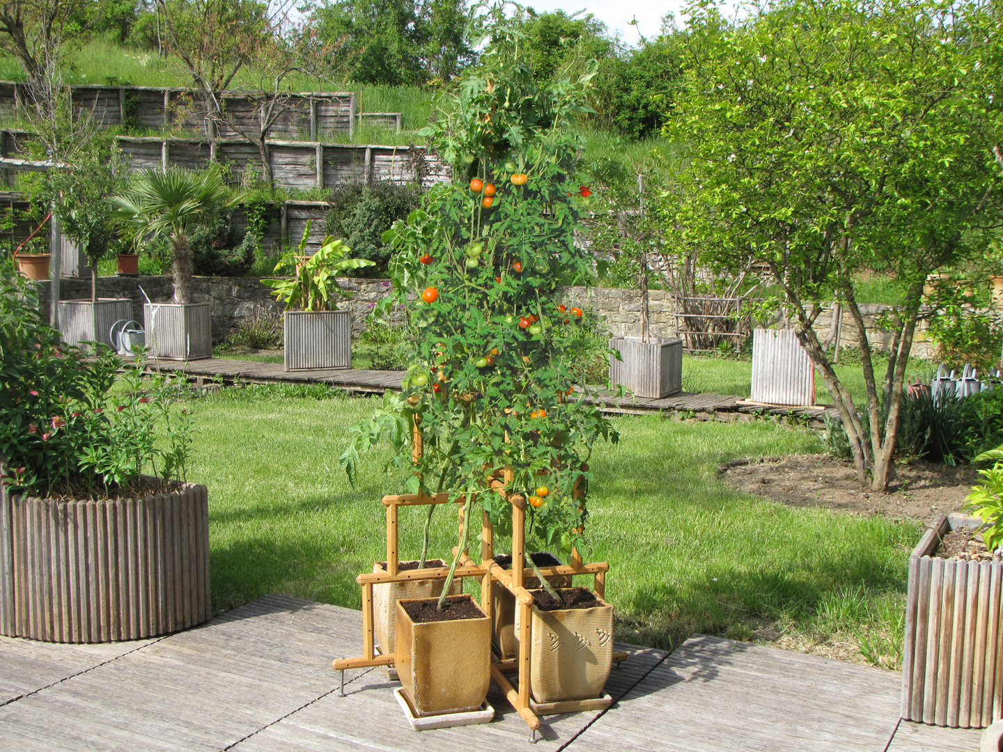 robinia-pro RANKPYRAMIDE als Tomatenbaum