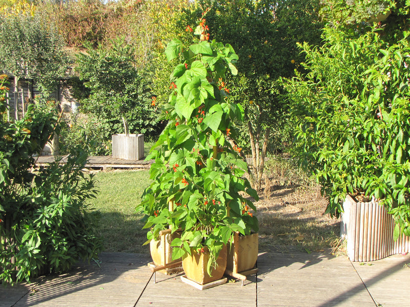 robinia-pro Rankpyramide