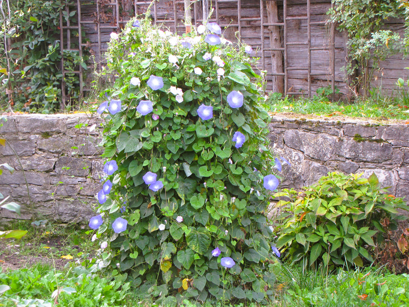 robinia-pro Rankpyramide