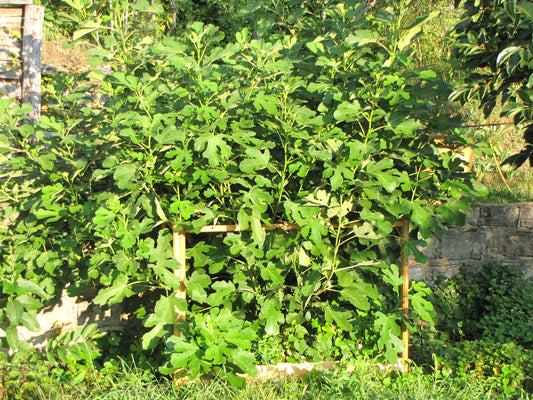 robinia-pro PFLANZENSTÜTZE mit EINFASSUNG, Quadrat