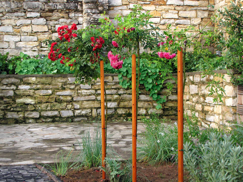 robinia-pro RANKHILFE-SET