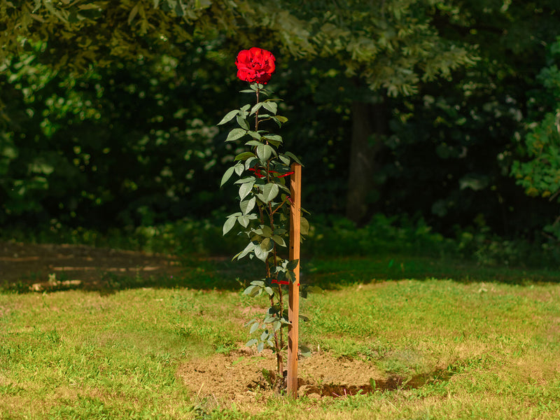 robinia-pro ROSENSTAB