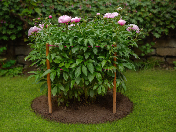 robinia-pro STÜTZEN für Pfingstrosen, Dahlien und andere Stauden – robinia24