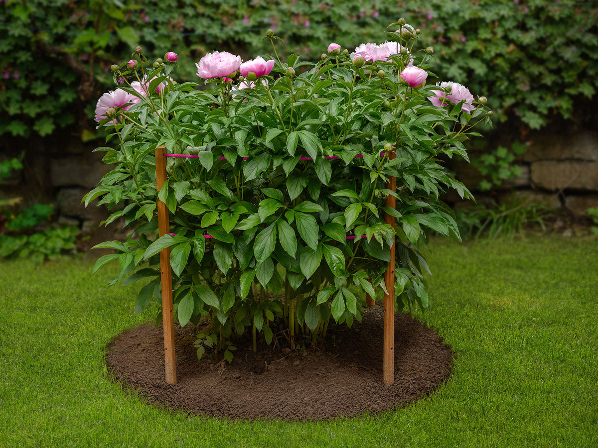robinia-pro STÜTZEN für Pfingstrosen, Dahlien und andere Stauden – robinia24