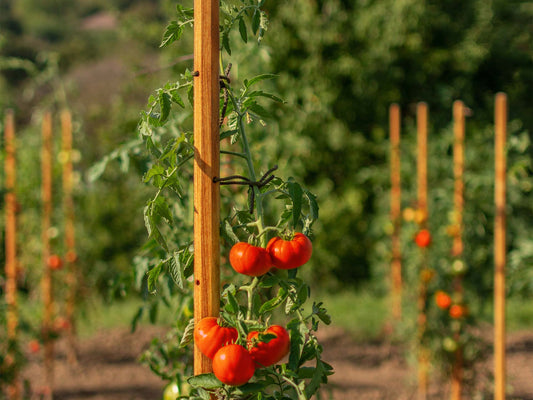 robinia-pro TOMATENSTÄBE